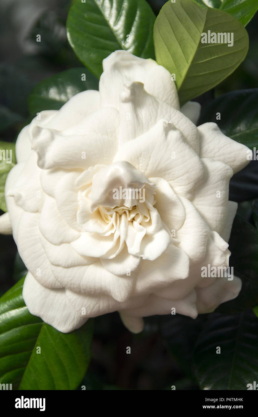 Un fiore di Gardenia invia la sua dolce fragranza nella serra per motivi di Biltmore Estates in Asheville , North Carolina Foto Stock