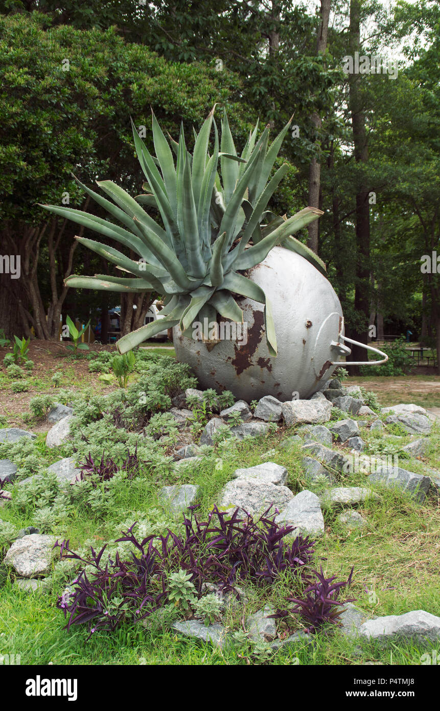 Un gigante di Aloe Vera pianta è visualizzato in un campeggio in Virginia  Beach Virginia Foto stock - Alamy