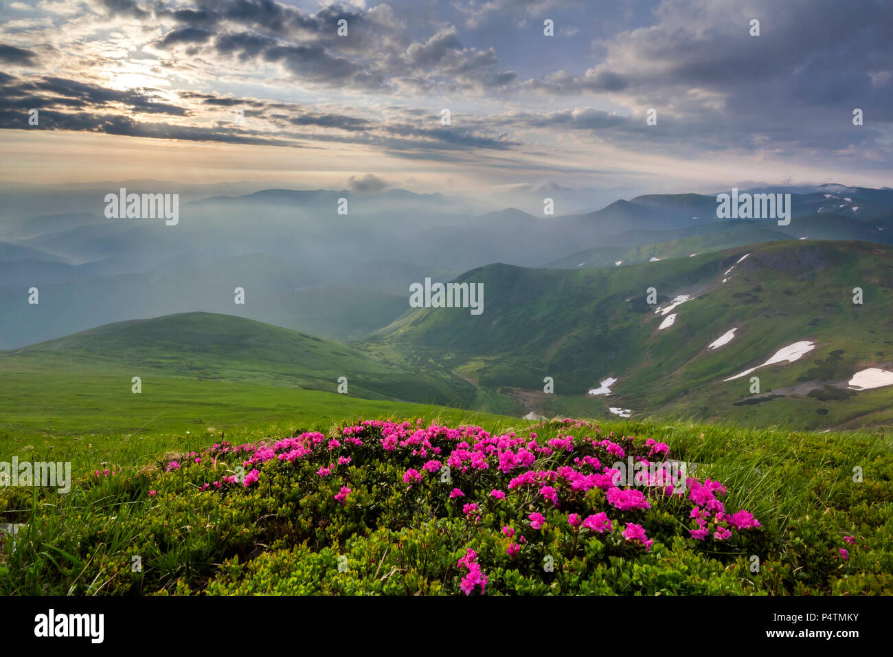 Illuminata dal sole di montagna con pendenza rosa in fiore fiori sulle montagne di nebbia con erba verde e macchie di neve sotto lo sfondo azzurro cielo nuvoloso. Foto Stock