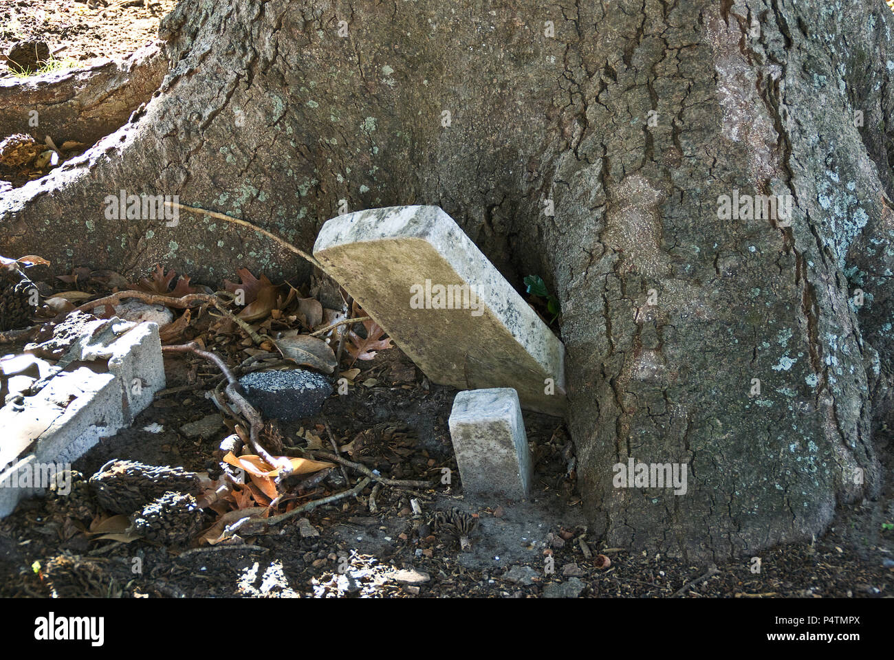 Una vecchia quercia lede una vecchia tomba in un 300 anno vecchio cimitero in Carolina del Nord Foto Stock