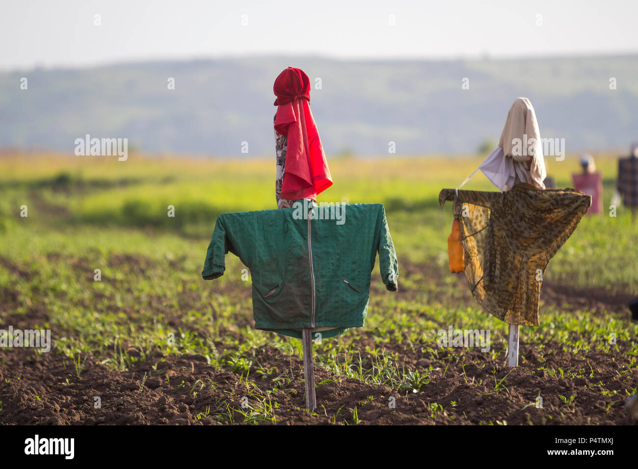 Close-up di due divertenti scarecrows guardia da uccelli teneri germogli verdi nel campo arato sul sfocato luminoso rurale di fondo. Agricoltura, macchine per l'agricol Foto Stock