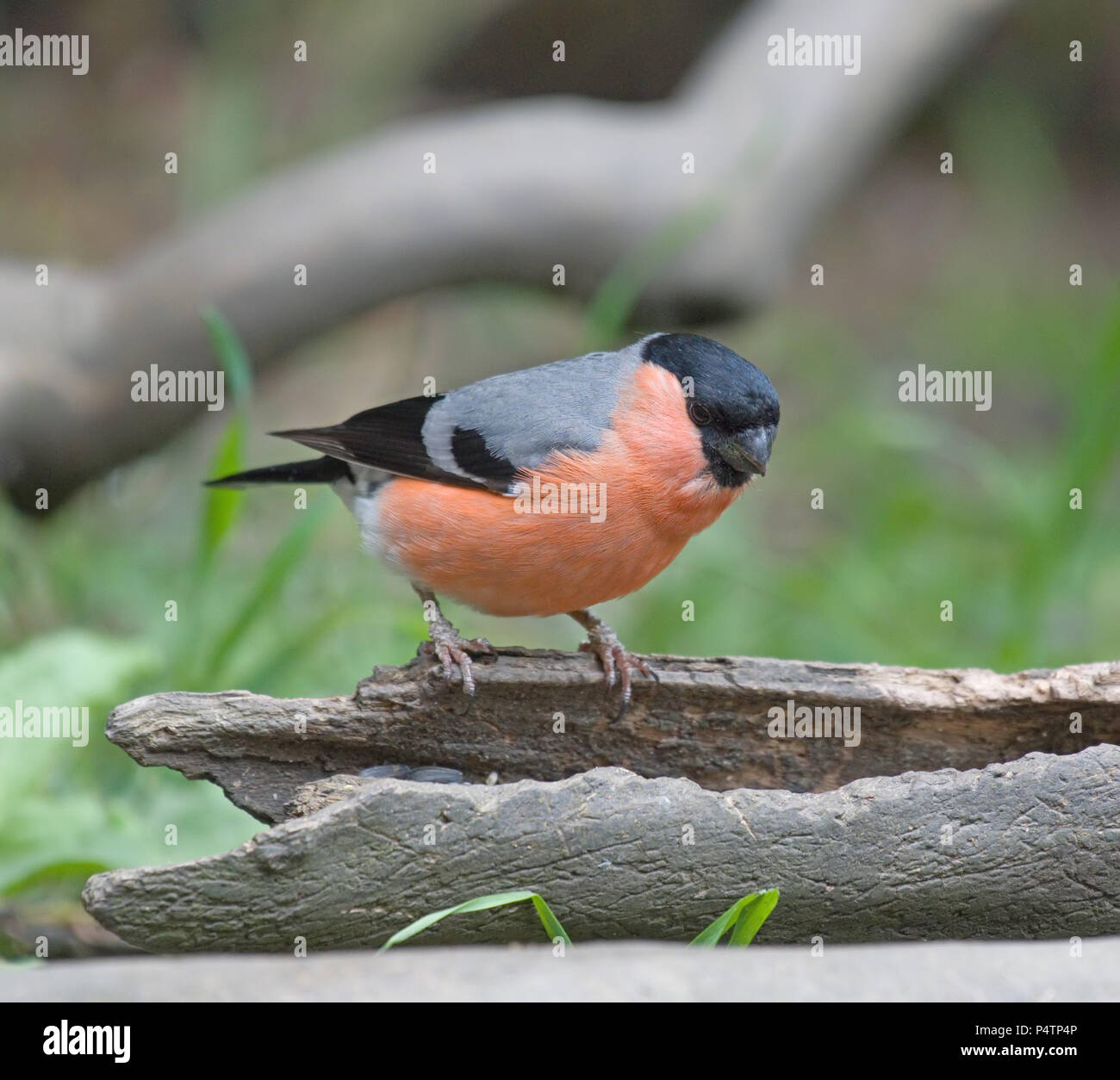 Bullfinch maschio; Pyrrhula pyrrhula Foto Stock