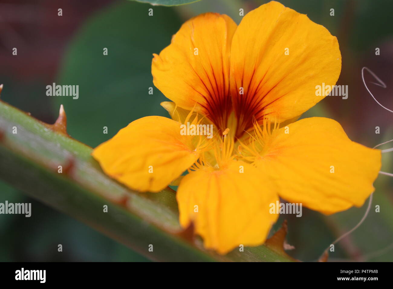 Nasturtium fiore in giardino Foto Stock