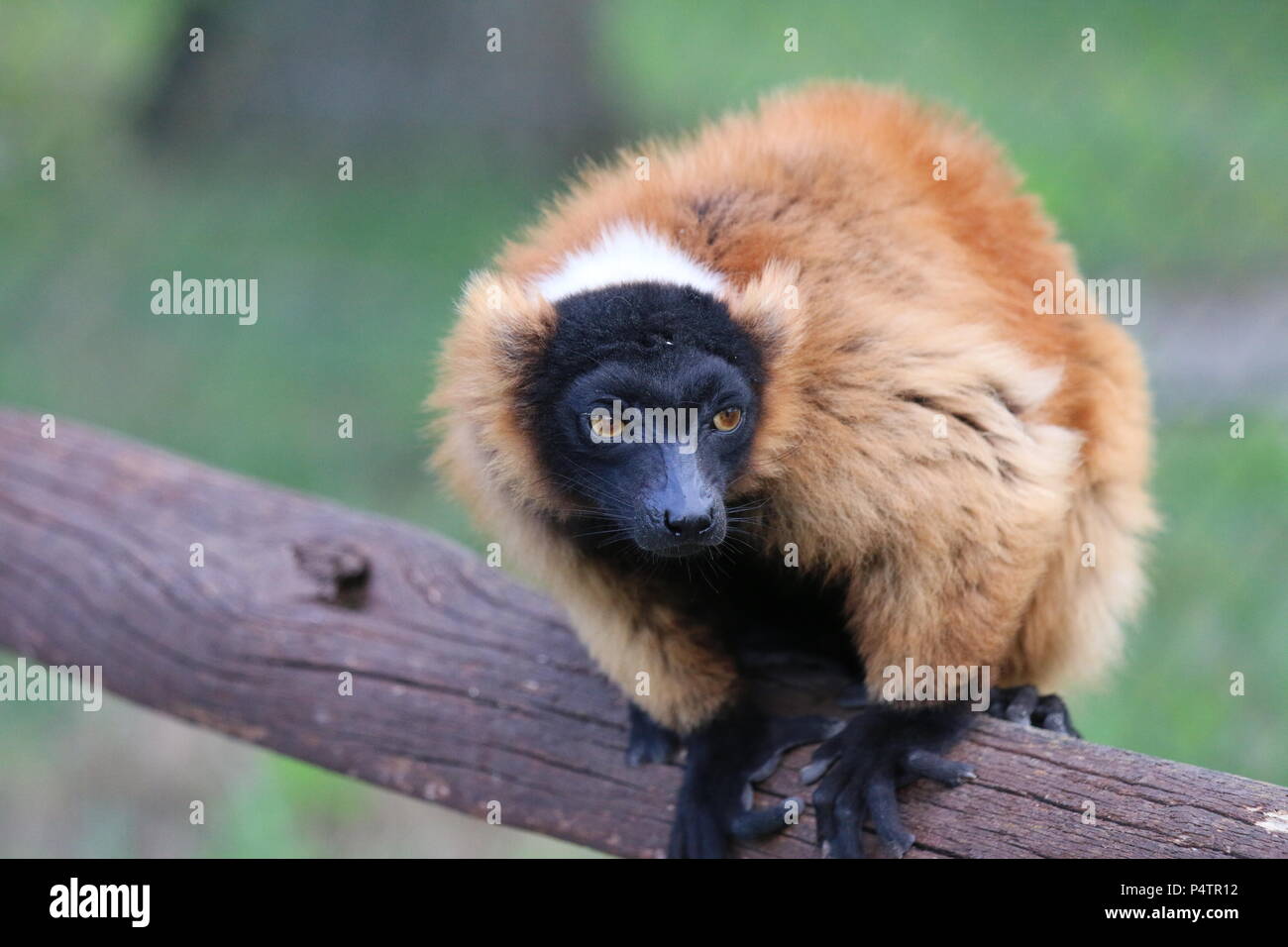 Rosso lemure Ruffed - Varecia rubra Foto Stock