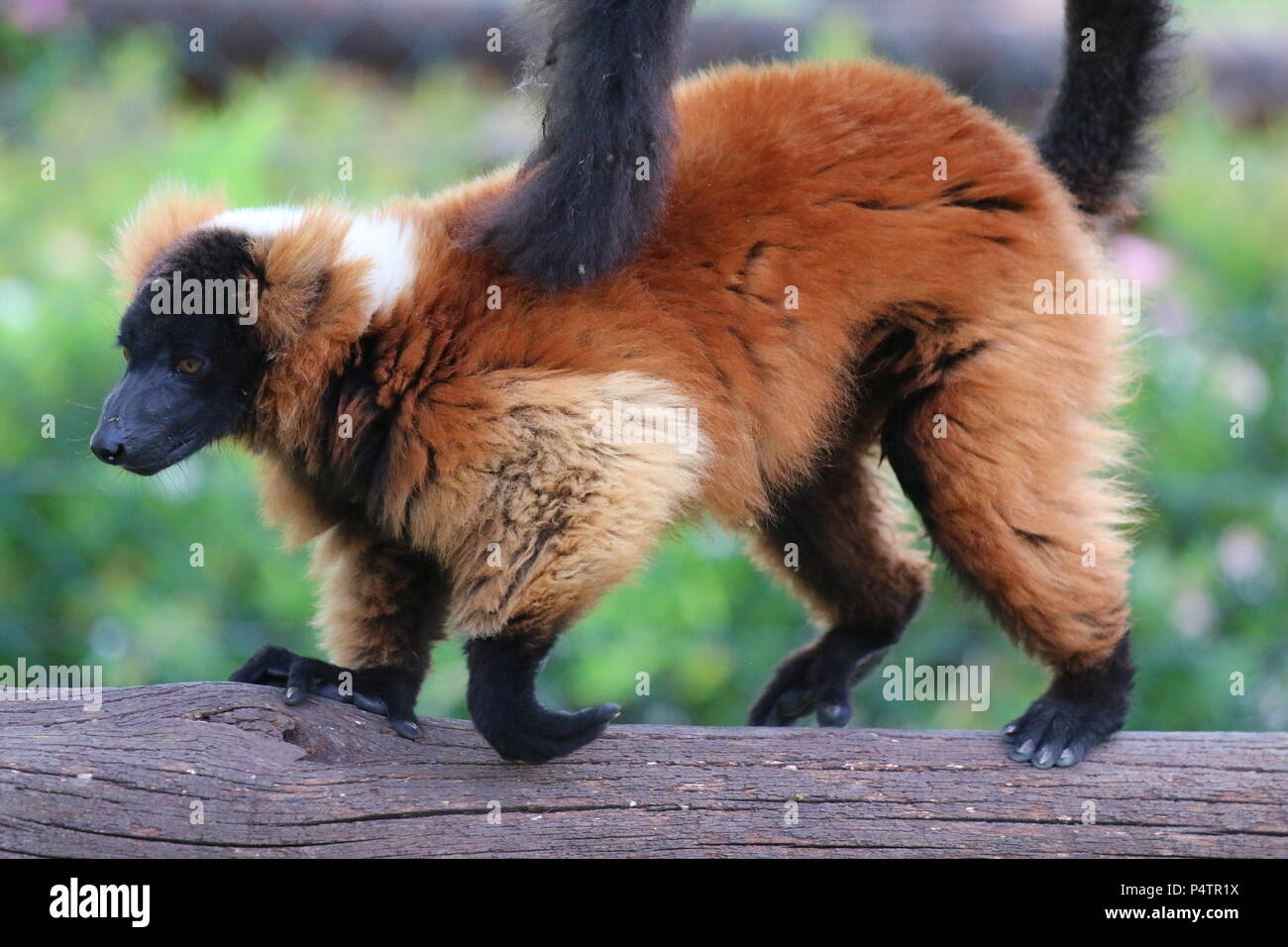 Rosso lemure Ruffed - Varecia rubra Foto Stock