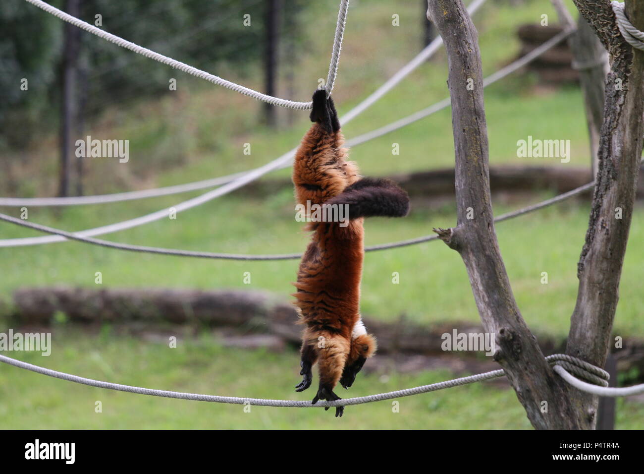 Rosso lemure Ruffed - Varecia rubra Foto Stock