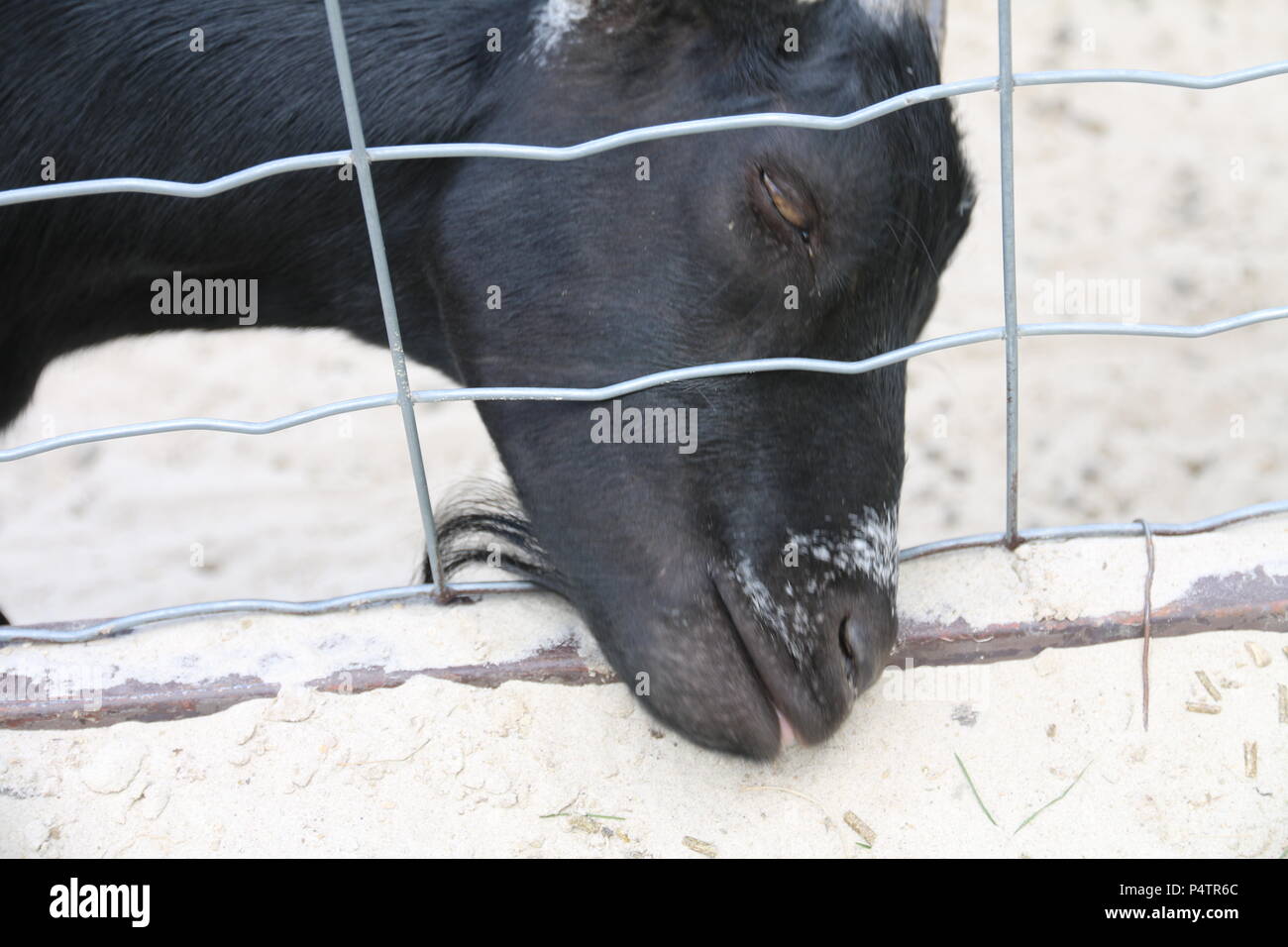 West African pigmeo di capra - Capra Hircus hircus Foto Stock