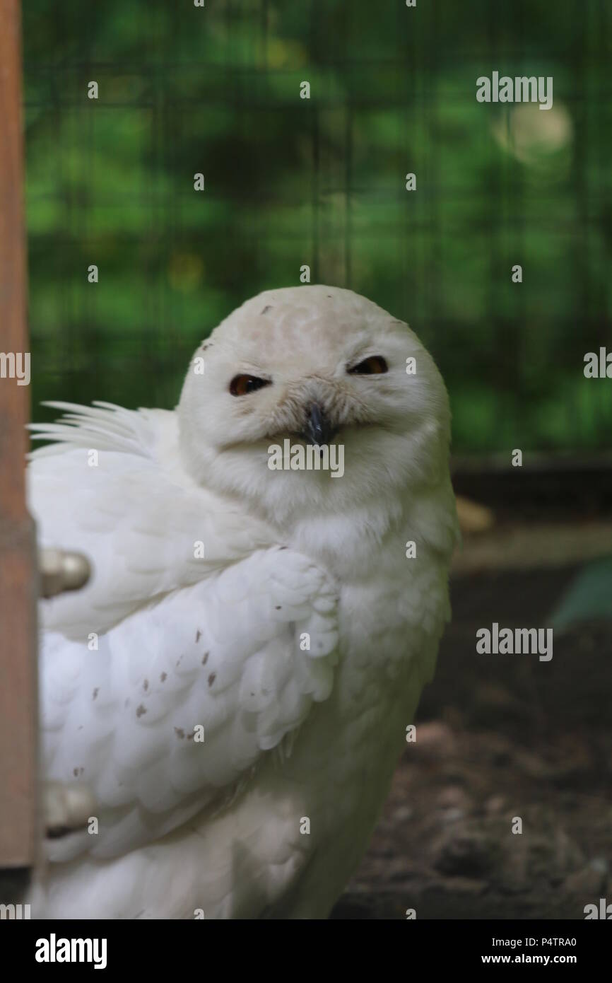 Civetta delle nevi - Bubo scandiacus Foto Stock