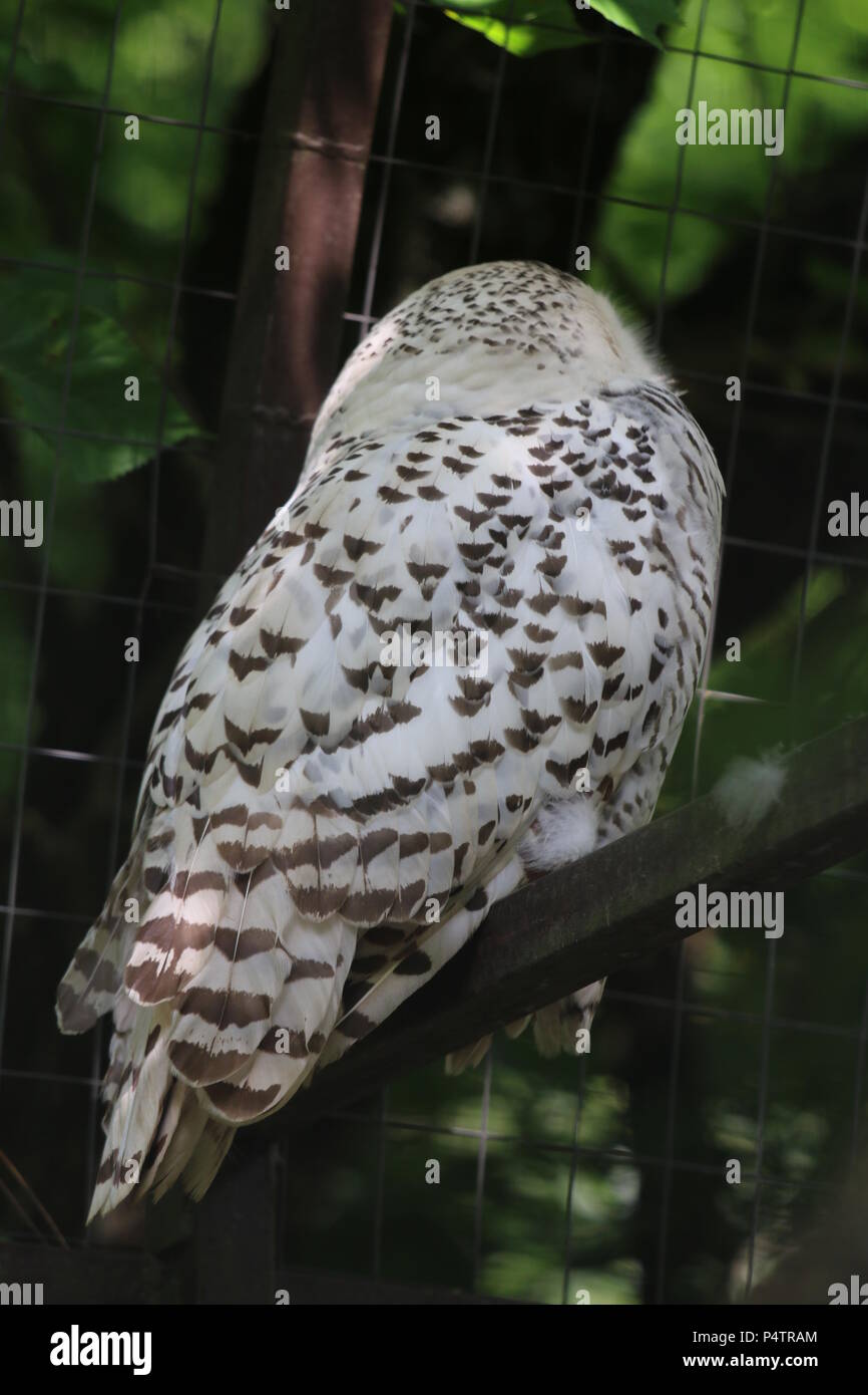 Civetta delle nevi - Bubo scandiacus Foto Stock