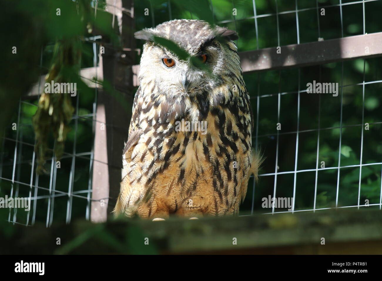 Gufo reale - Bubo bubo Foto Stock