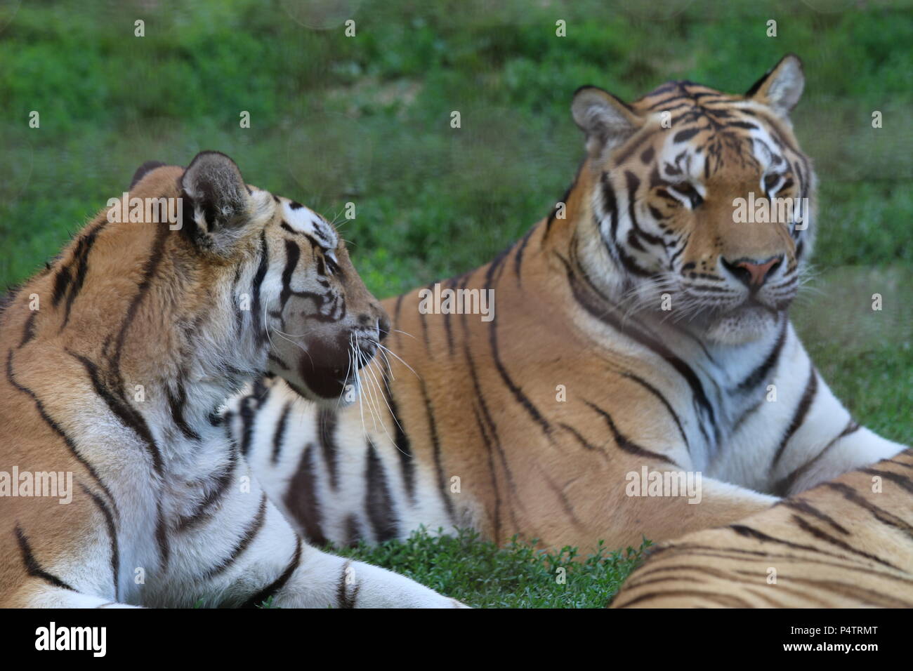 Tigre di Amur - Panthera tigris altaica Foto Stock