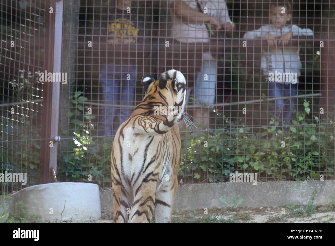 Tigre di Amur - Panthera tigris altaica Foto Stock