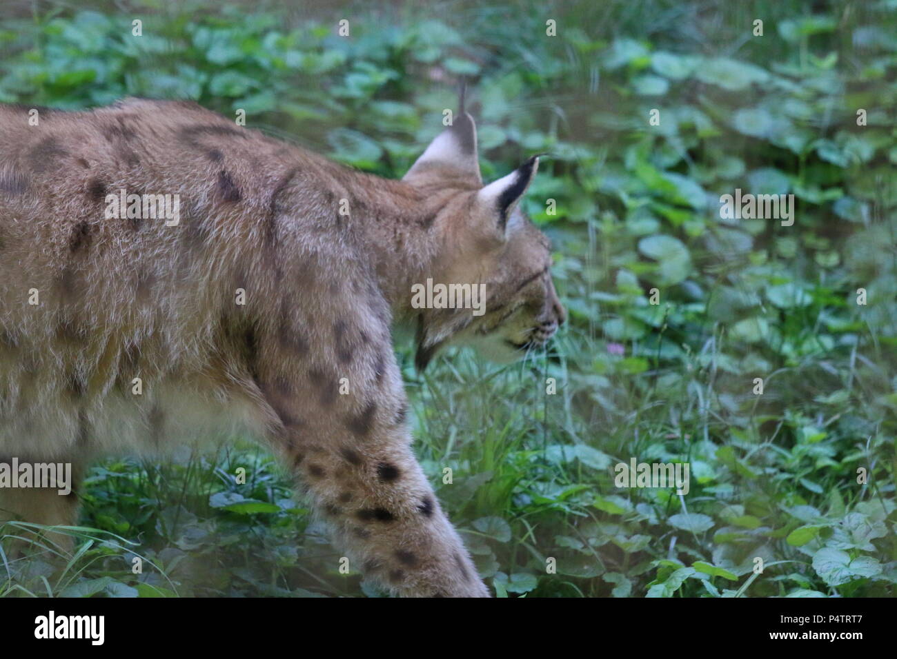 Carpazi - Lynx Lynx lynx carpathicus Foto Stock