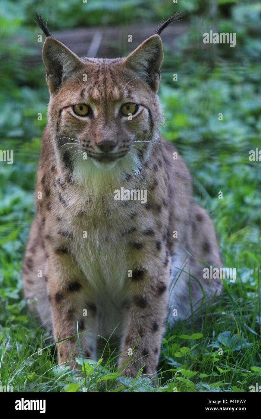 Carpazi - Lynx Lynx lynx carpathicus Foto Stock