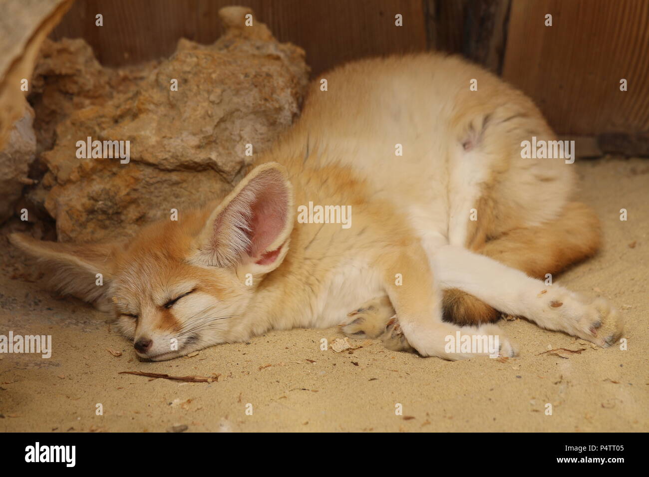 Fennec fox - Vulpes zerda Foto Stock