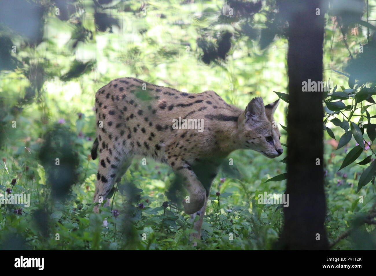 Serval - Leptailurus serval Foto Stock