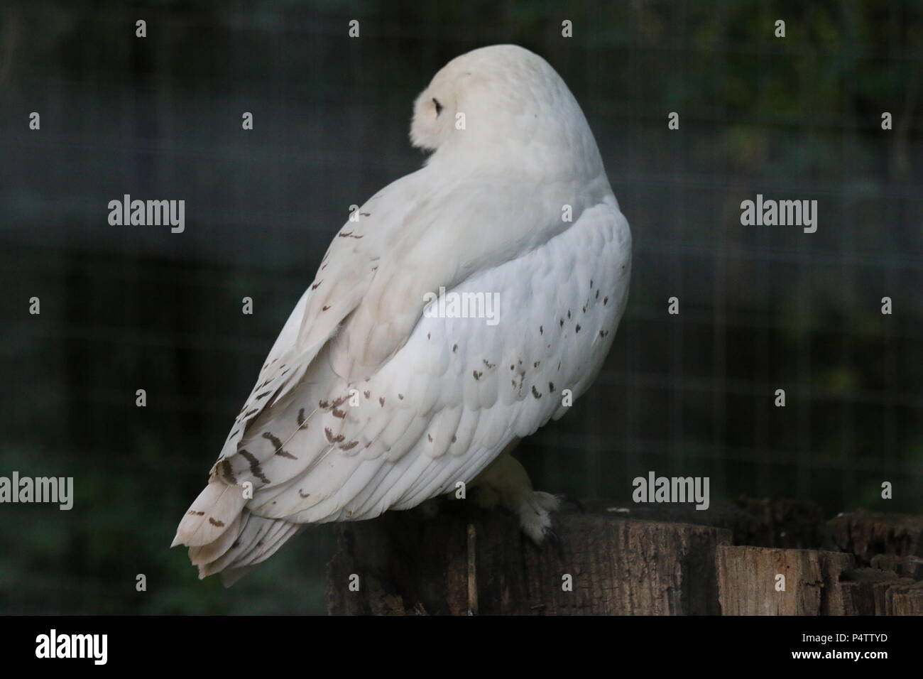 Civetta delle nevi - Bubo scandiacus Foto Stock