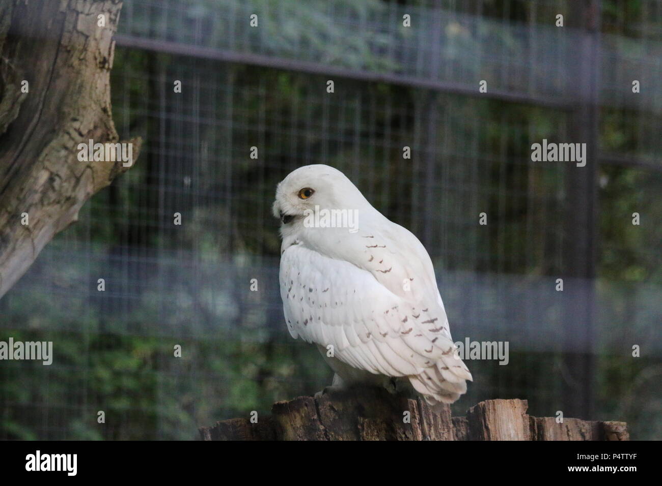 Civetta delle nevi - Bubo scandiacus Foto Stock