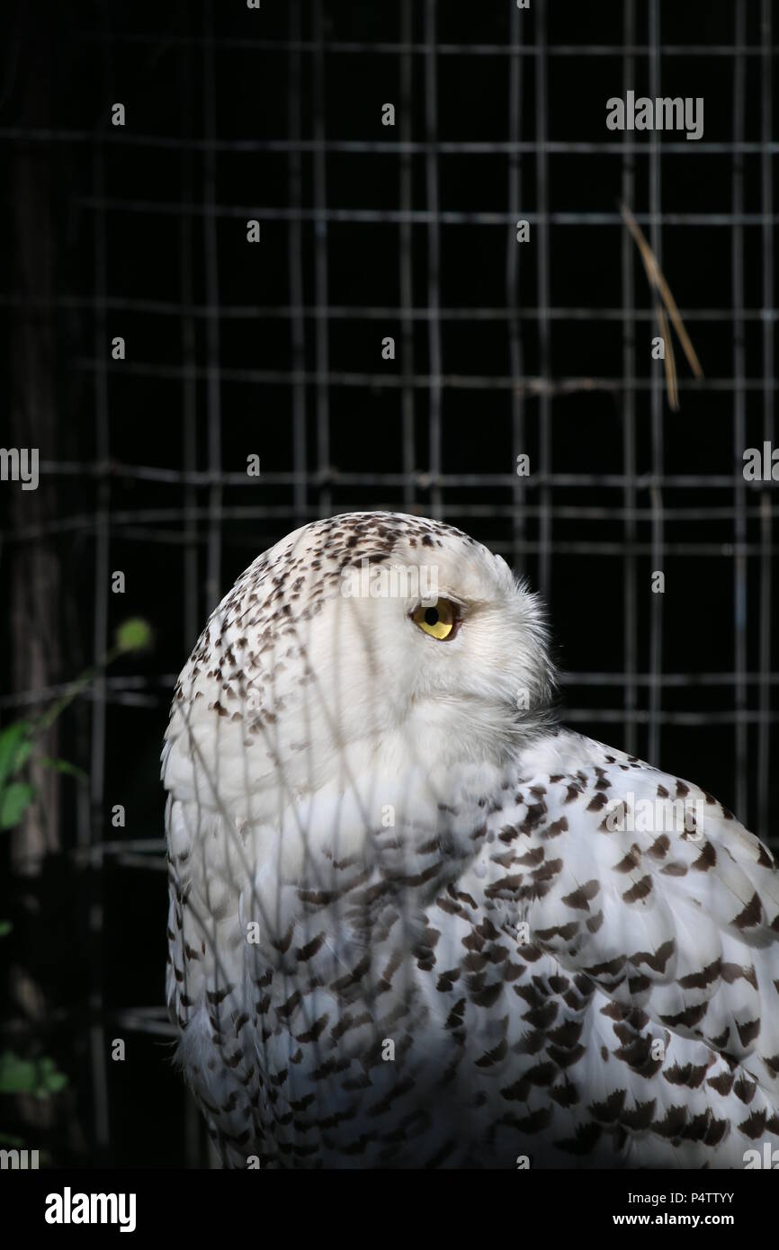 Civetta delle nevi - Bubo scandiacus Foto Stock