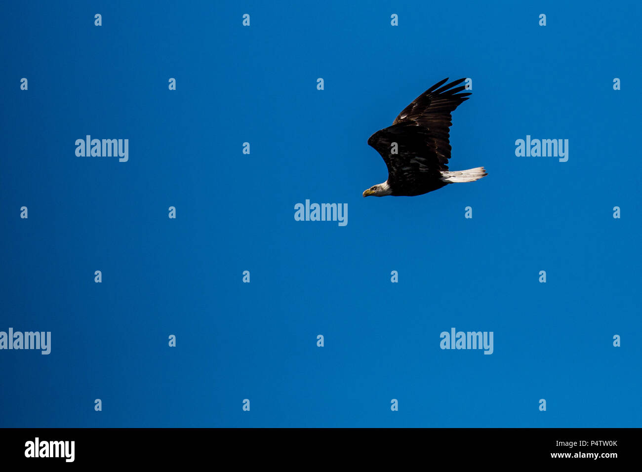 Giovane aquila calva (Haliaeetus leucocephalus) i capretti più anziani con whote la testa e la coda intorno a 4 anni Foto Stock