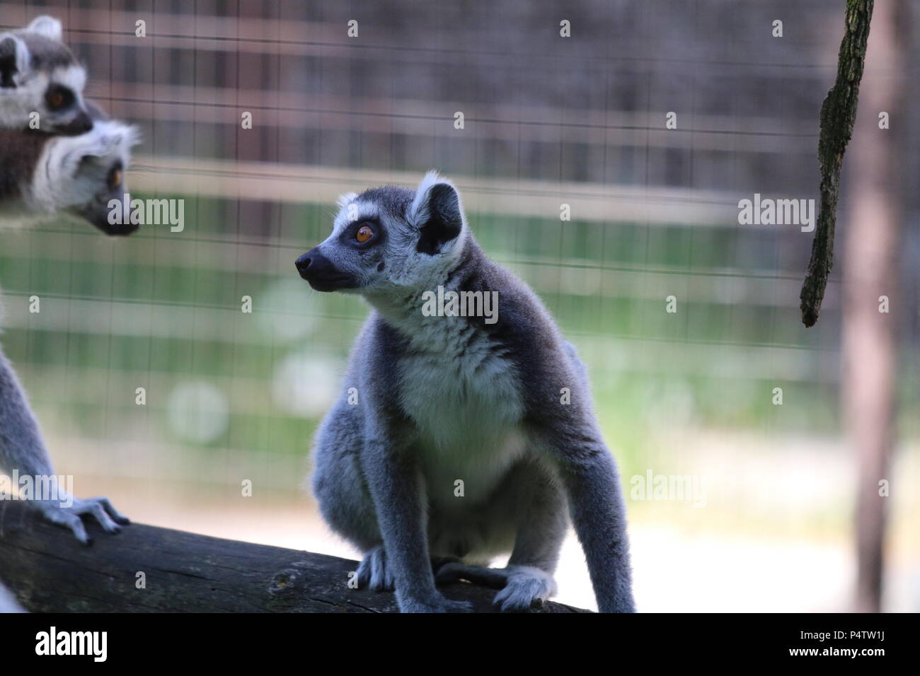 Anello-tailed lemur - Lemur catta Foto Stock