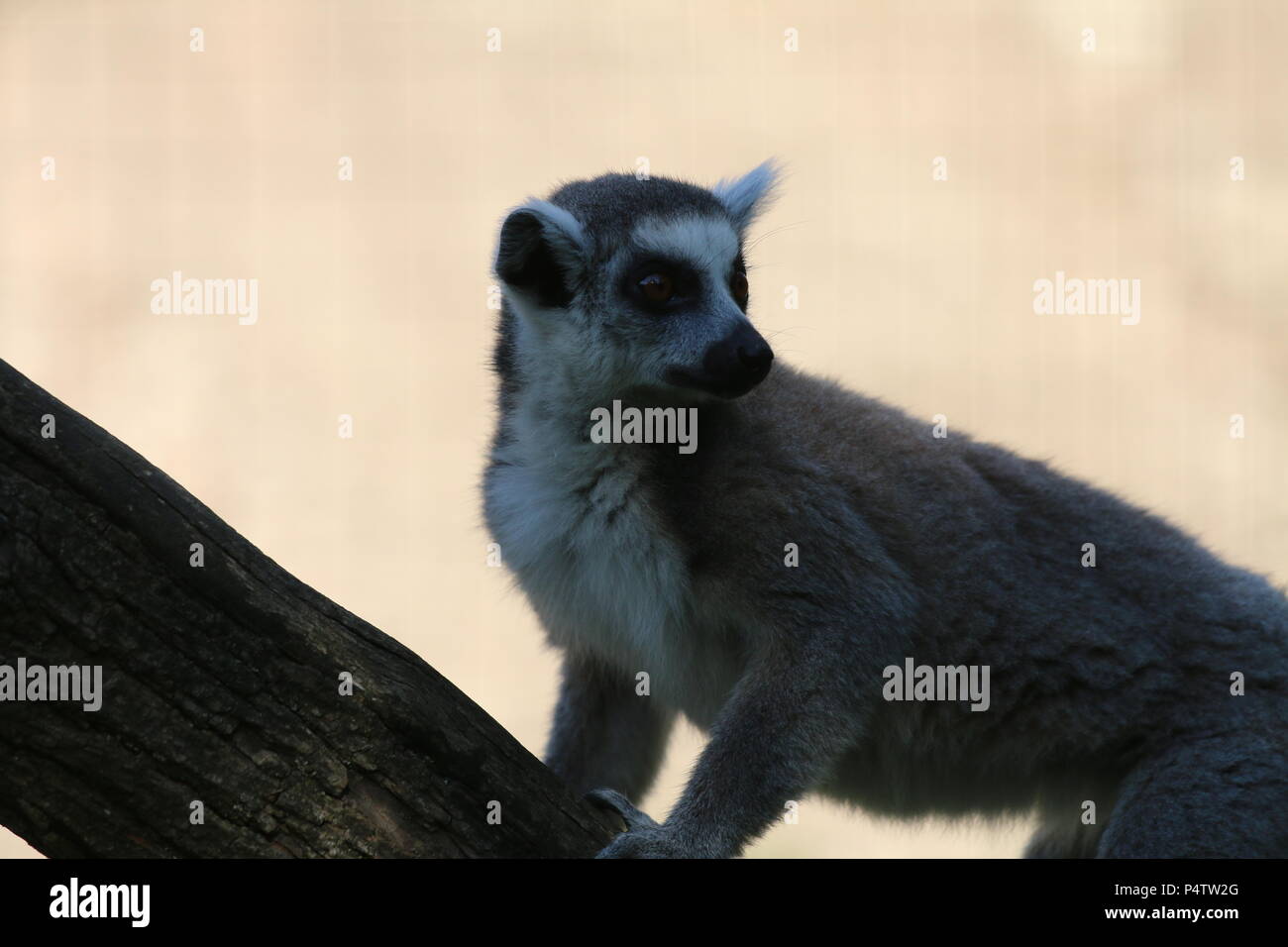 Anello-tailed lemur - Lemur catta Foto Stock