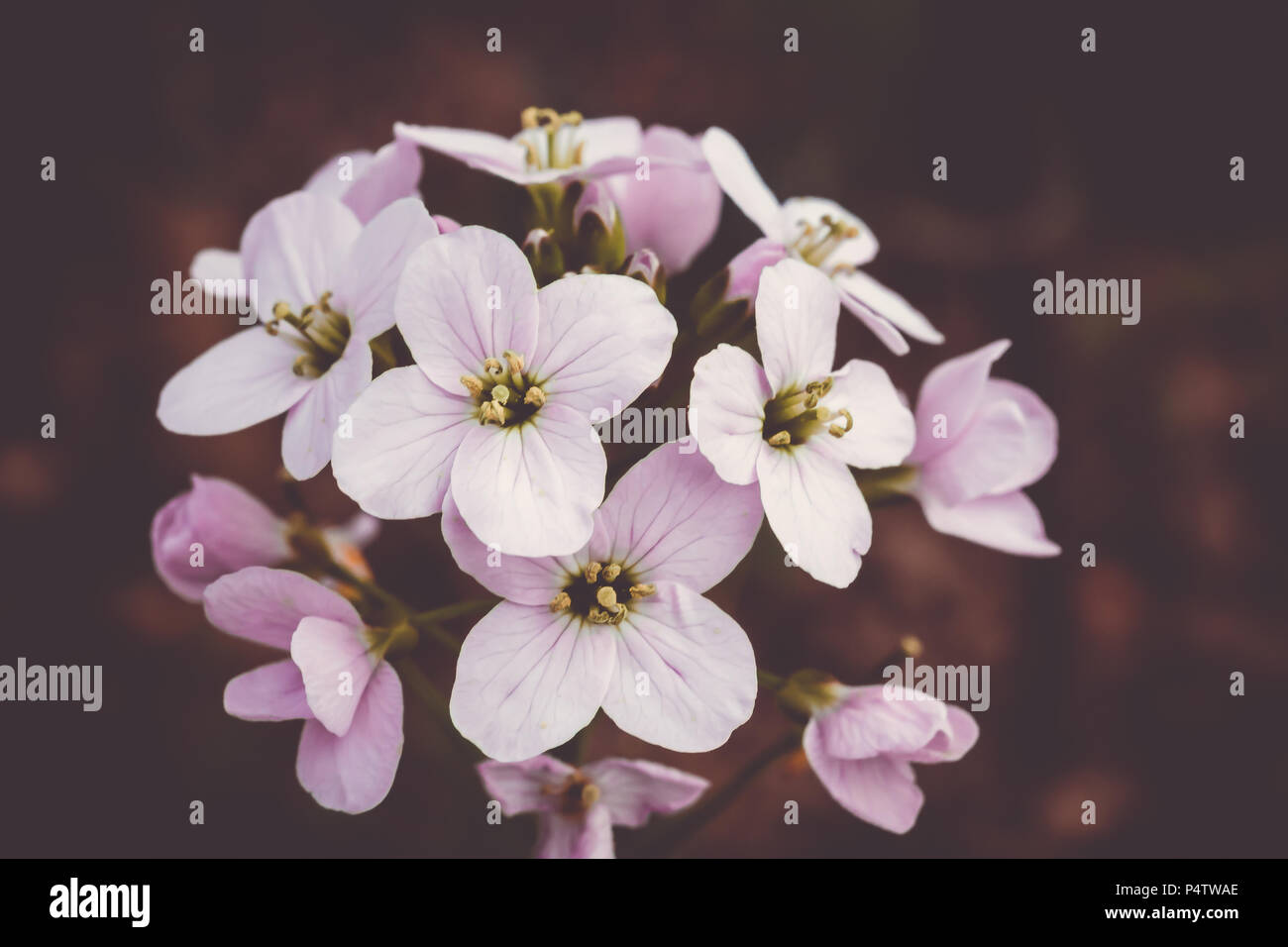 Luce fiori rosa su sfondo viola Foto Stock