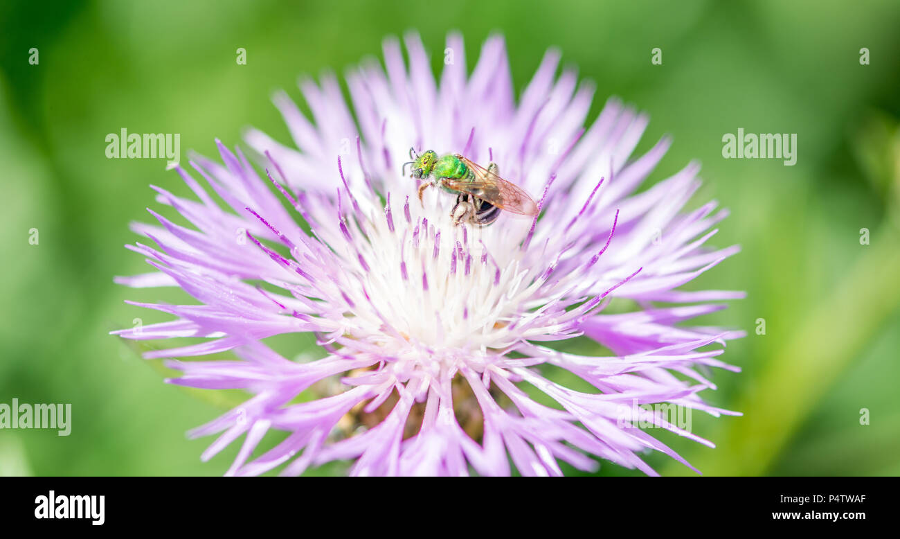 Green Apetta su un fiore viola sulla campagna Foto Stock