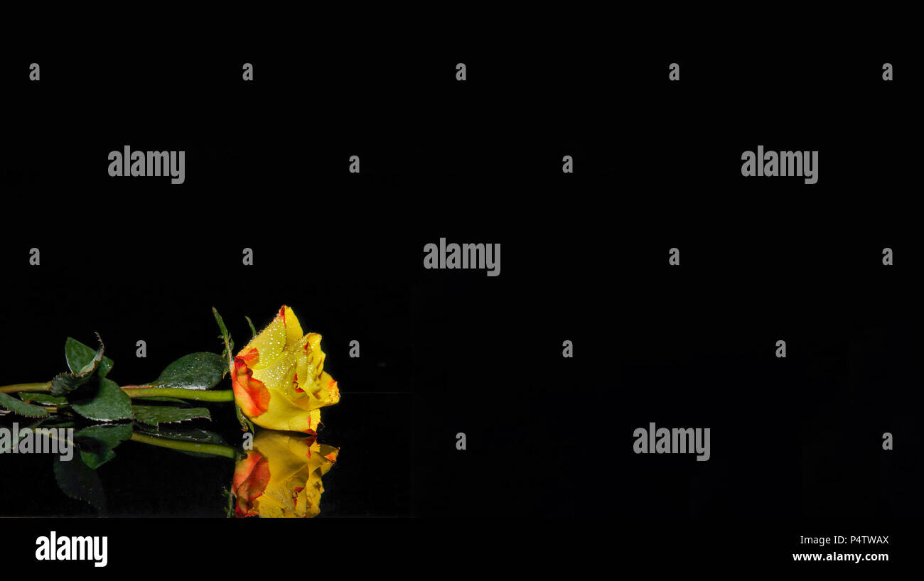 Rosa gialla con la riflessione sfondo scuro Foto Stock