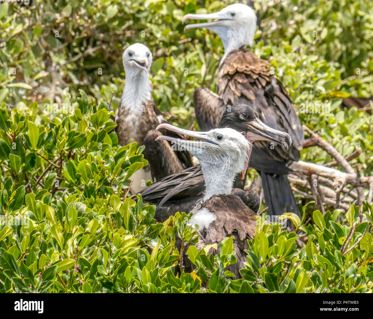 Magnifica frigatebird flrdglings in corrispondenza di una mangrovia rookery off l isola caraibica di Antigua e Barbuda Foto Stock