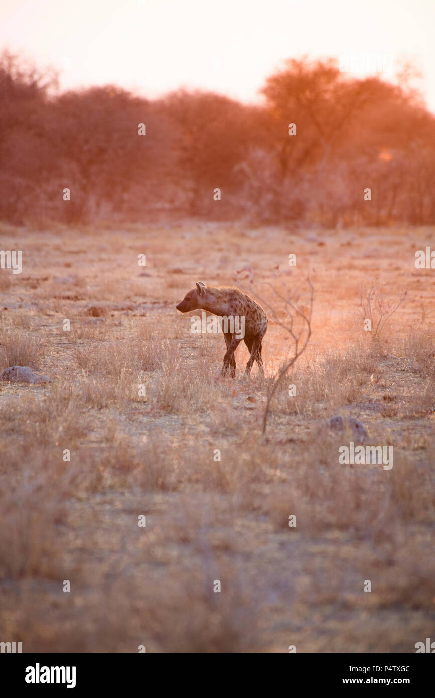 Africa, Namibia, il Parco Nazionale di Etosha, iena, crocuta crocuta, passeggiare da soli al tramonto Foto Stock