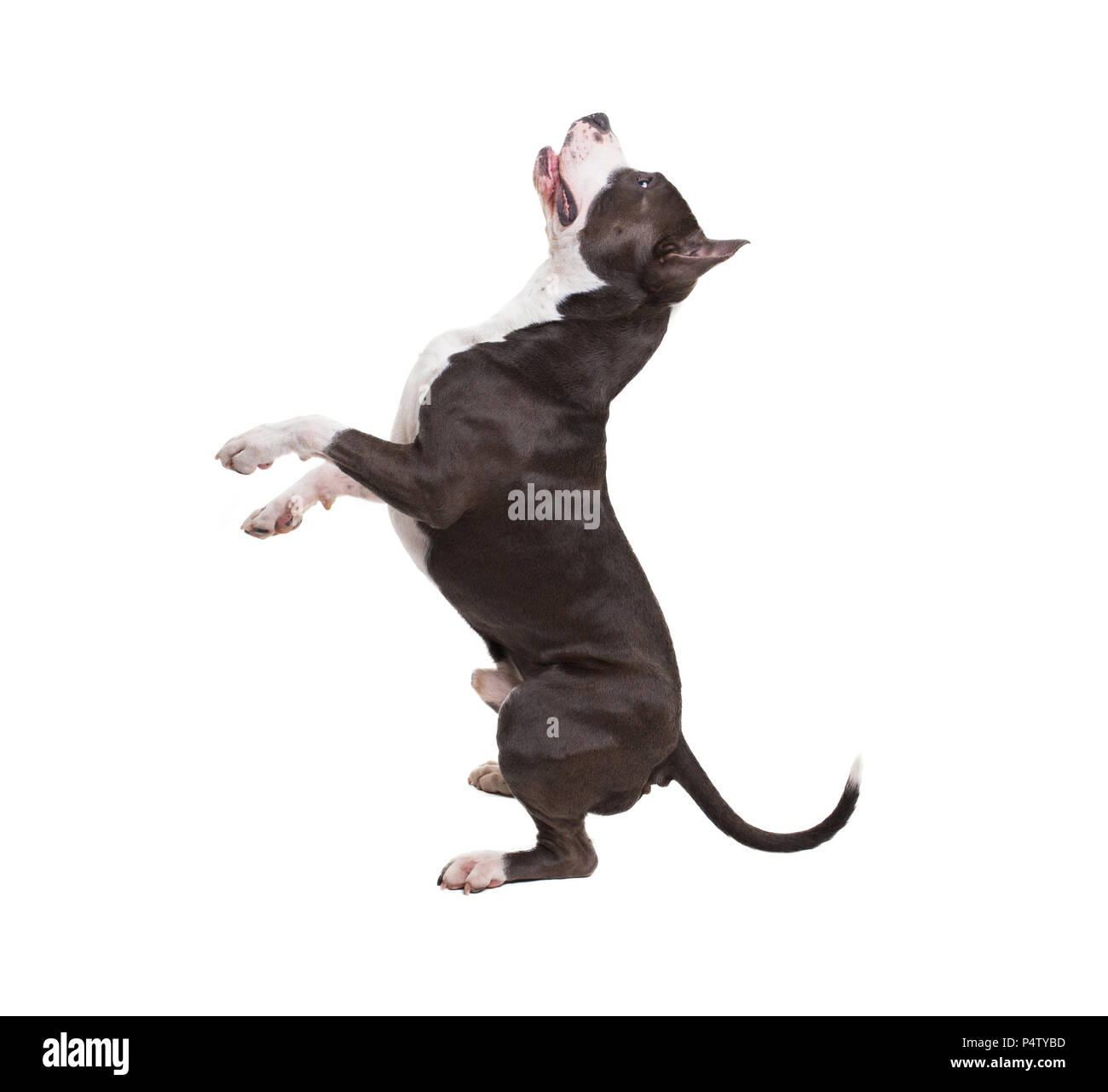 L'American Pit Bull terrier in posa su uno sfondo bianco in studio isolato - pongono bunny. Foto Stock