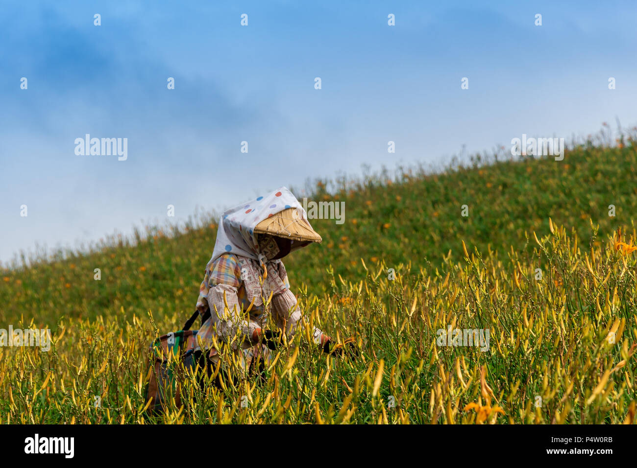 Asian Farmer Picking gigli d oro Foto Stock