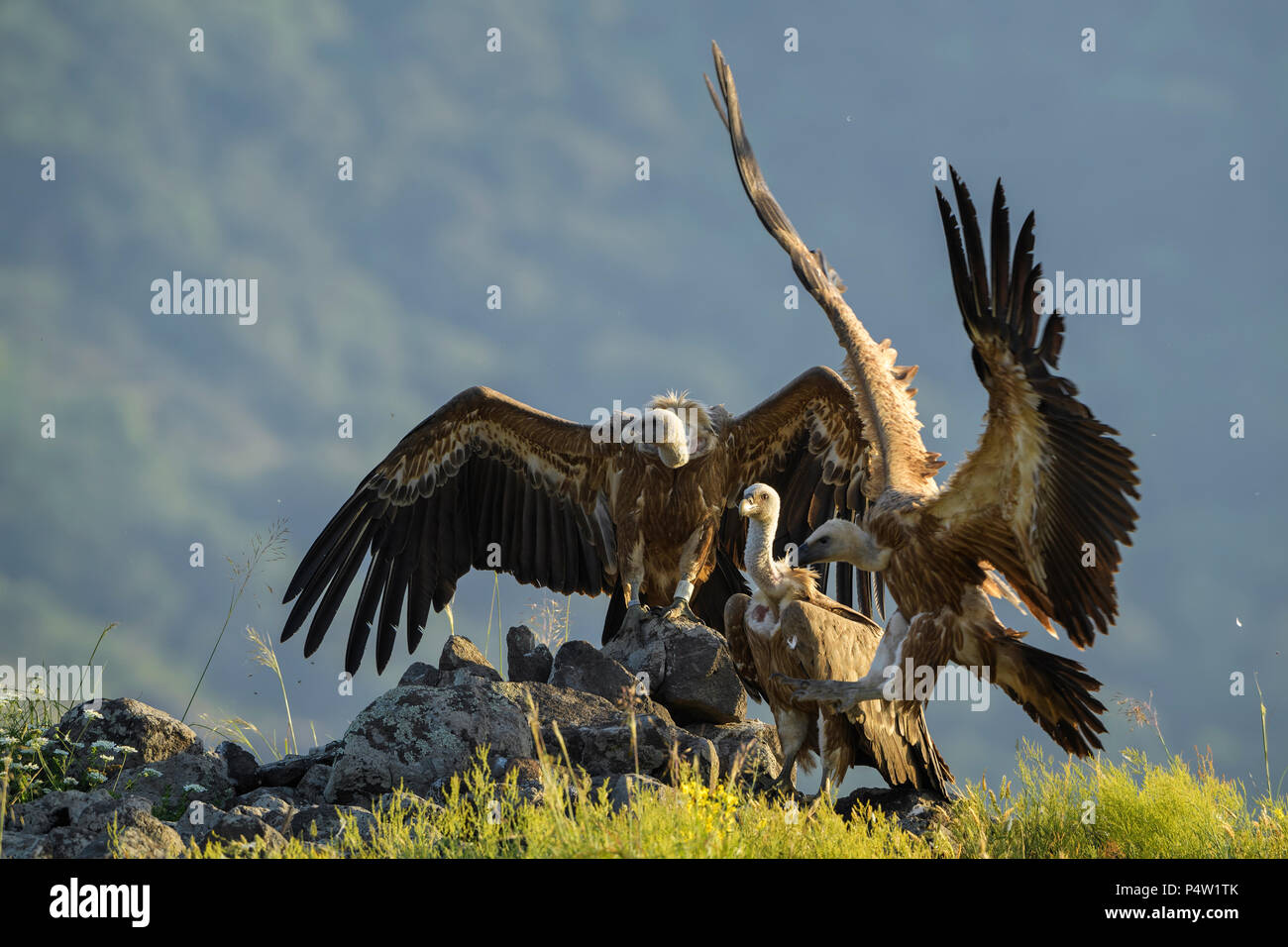 Grifone - Gyps fulvus, grande bianco marrone intitolata vulture da vecchio mondo e Africa. Foto Stock