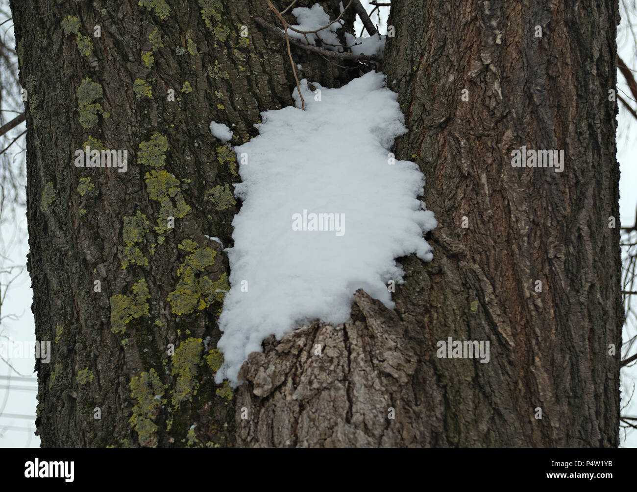 Neve sulla corteccia di albero durante l'inverno, close up Foto Stock