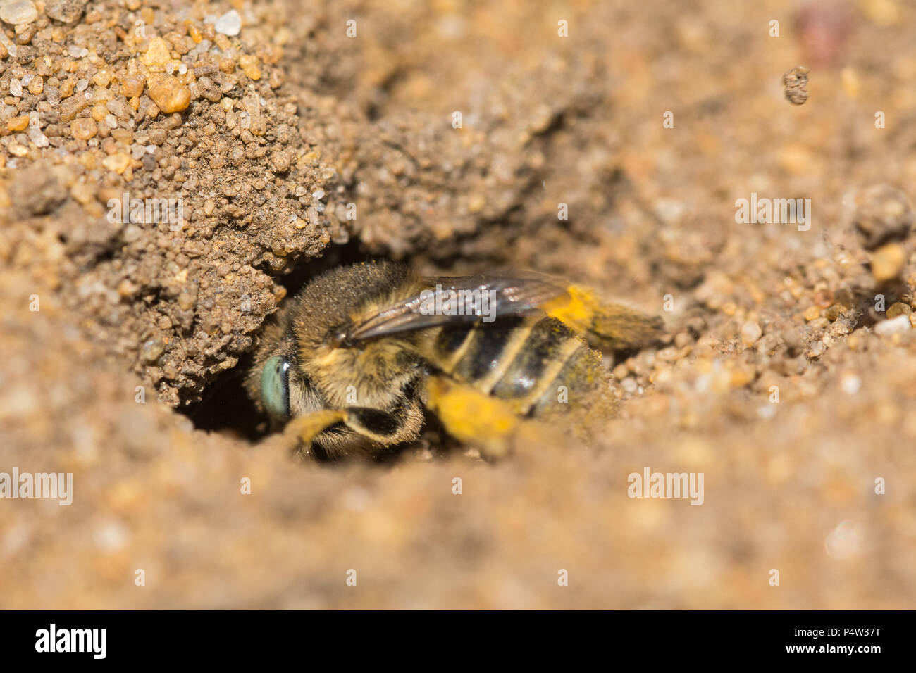 Piccolo fiore bee (verde-eyed fiore bee - Anthophora bimaculata) alla sua scavano nella sabbia a Hankley comune, Surrey, Regno Unito Foto Stock