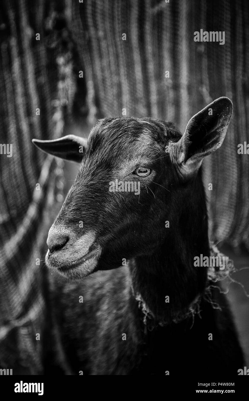 Pecora su una fattoria per animali, dettaglio di animali mammiferi, animale domestico, della lana e della produzione di latte Foto Stock