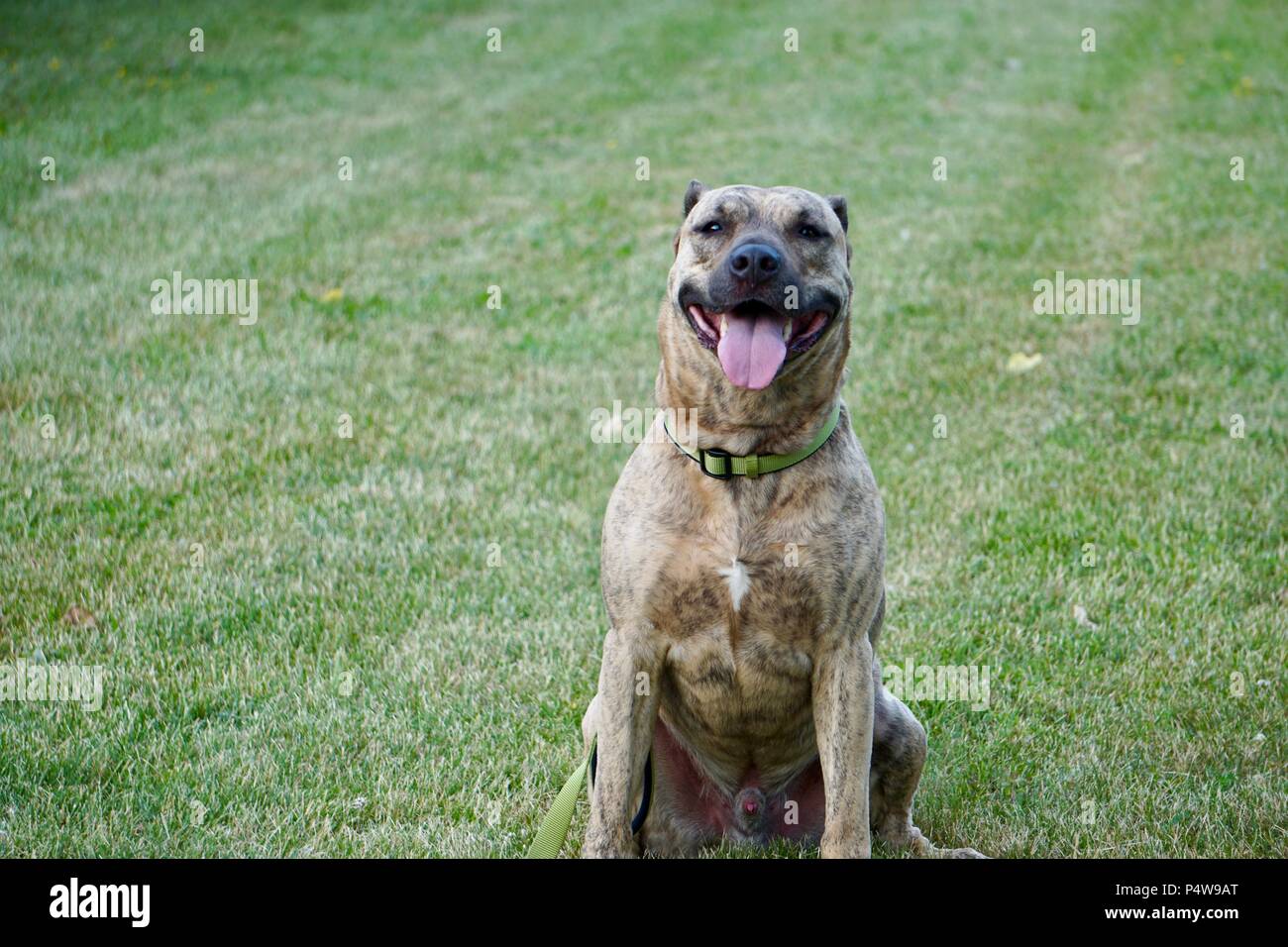 Cane nel parco Foto Stock
