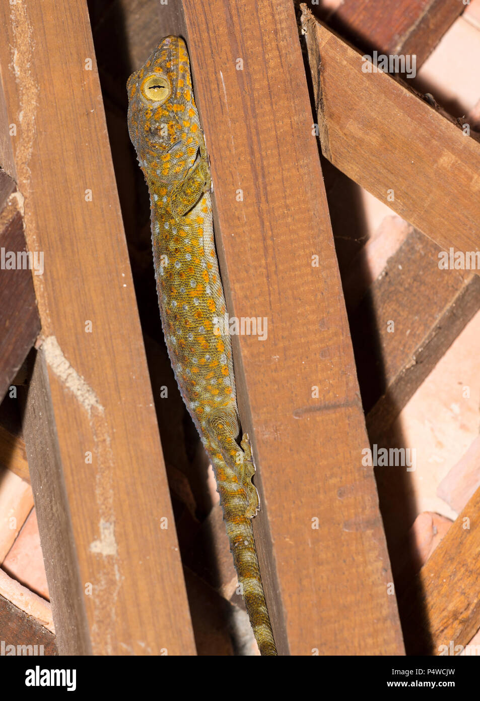 Vino di Tokay Gecko (Gekko gecko) sul tetto di un edificio in legno Krabi Thailandia Foto Stock