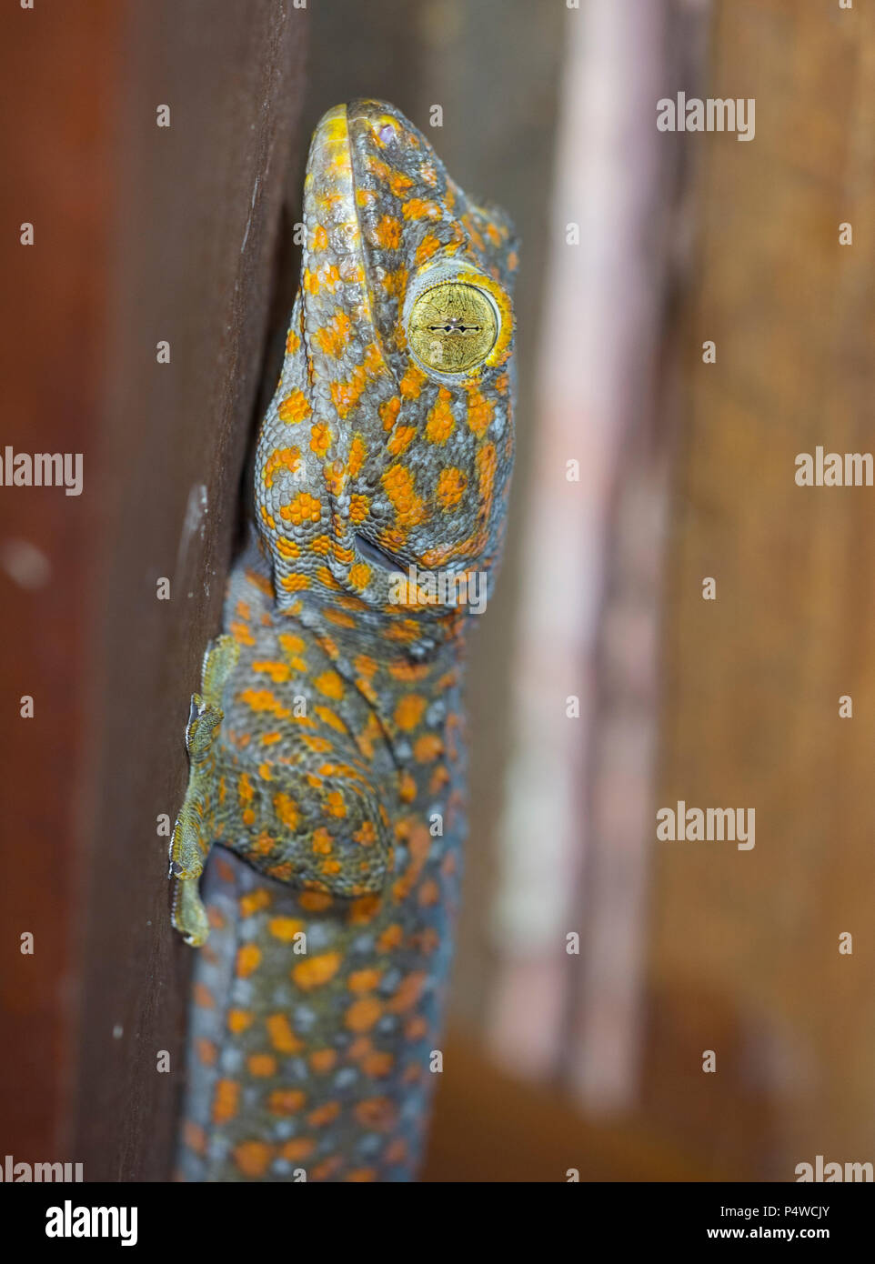 Vino di Tokay Gecko (Gekko gecko) sul tetto di un edificio in legno Krabi Thailandia Foto Stock