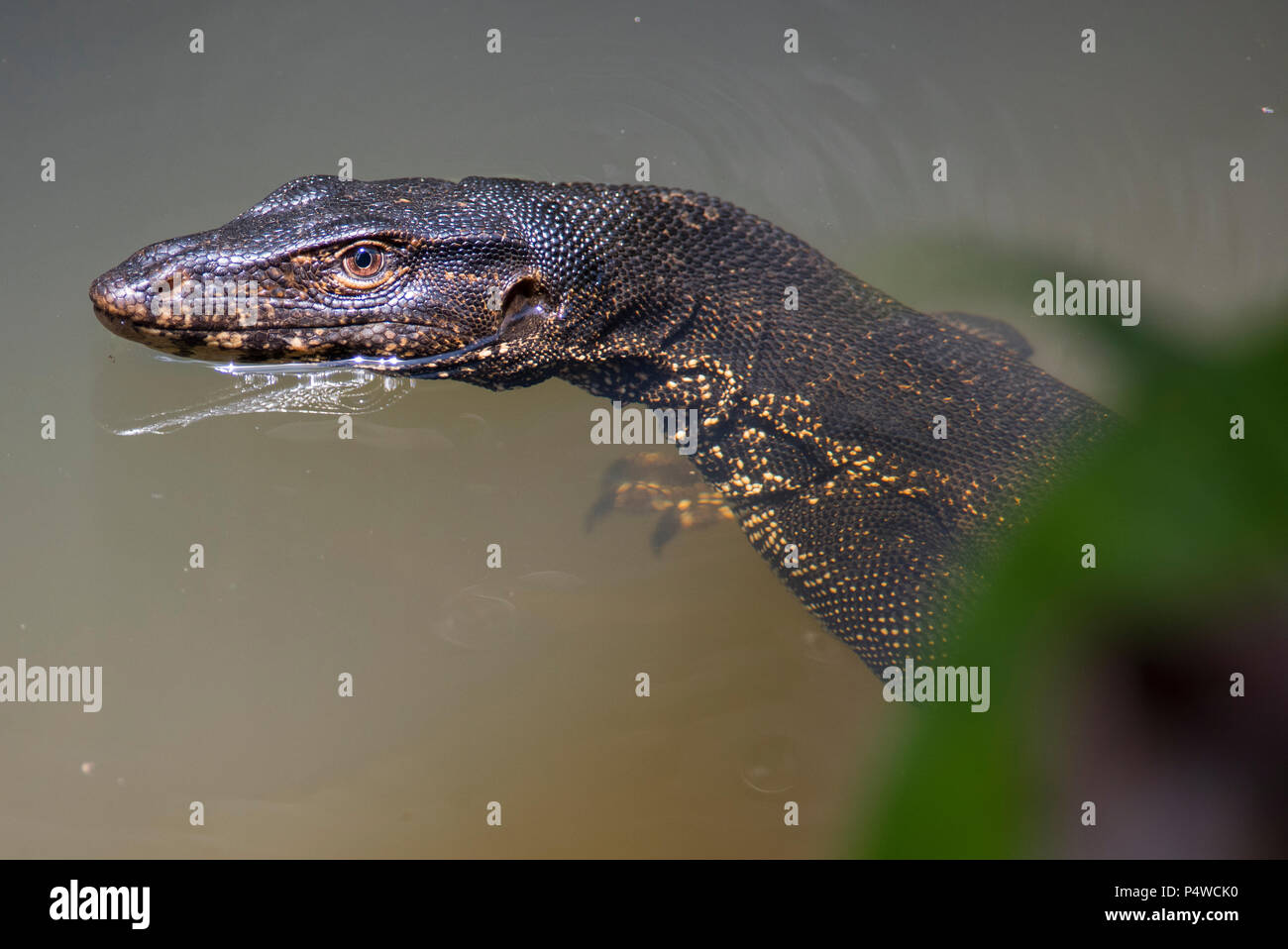 In prossimità di un grande monitor acqua Lizard (Varanus salvator) Nuoto in Thailandia Foto Stock