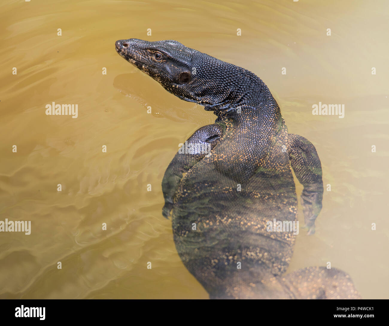 In prossimità di un grande monitor acqua Lizard (Varanus salvator) Nuoto in Thailandia Foto Stock