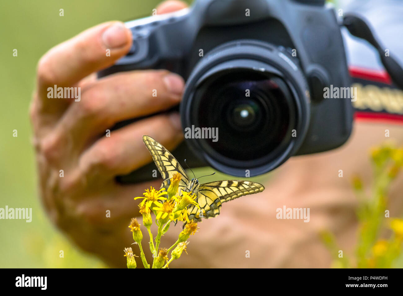 Bella coda forcuta farfalla su fiore giallo la fotografia macro da Wildlife Photographer da breve distanza Foto Stock