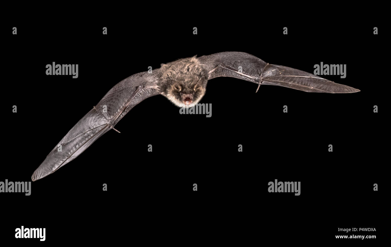 Maschio isolato Natterer bat (Myotis nattereri) in volo sulla chiesa con mansarda con distintivo ventre bianco su sfondo grigio Foto Stock