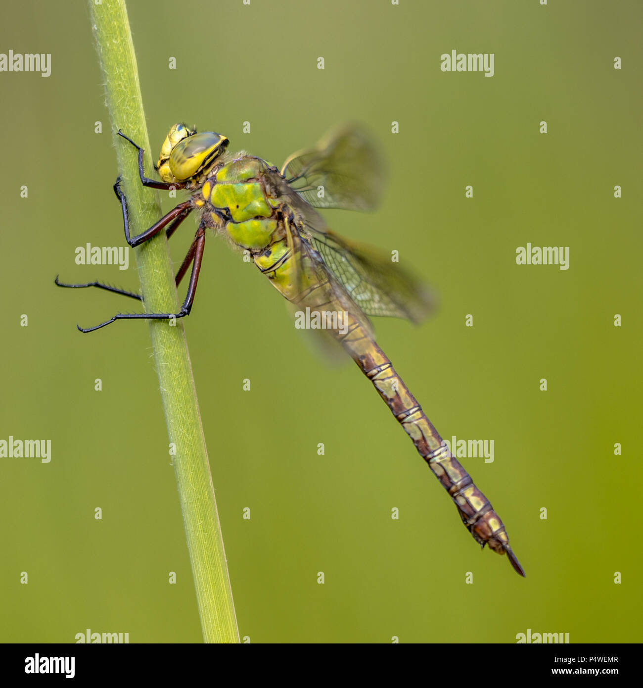 Imperatore femmina a forma di libellula blu o imperatore (Anax imperator) appoggiato sul gambo reed Foto Stock