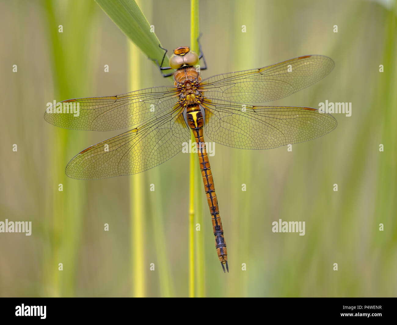 Green-eyed hawker (Aeshna isoceles) in appoggio sul verde stelo reed con sfondo sfocato Foto Stock