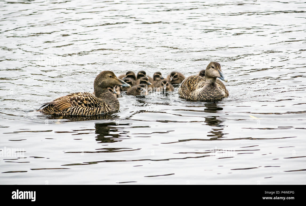Gruppo di anatre con due donne germani reali di nuoto con un asilo nido di graziosi anatroccoli, acqua di Leith, Edimburgo, Scozia, Regno Unito Foto Stock