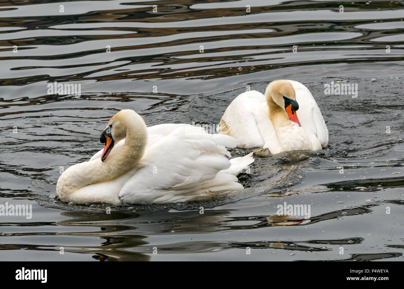 Due cigni muti adulti, Cygnus olor, nel rituale del comportamento di corte, che imitano i movimenti reciproci Foto Stock