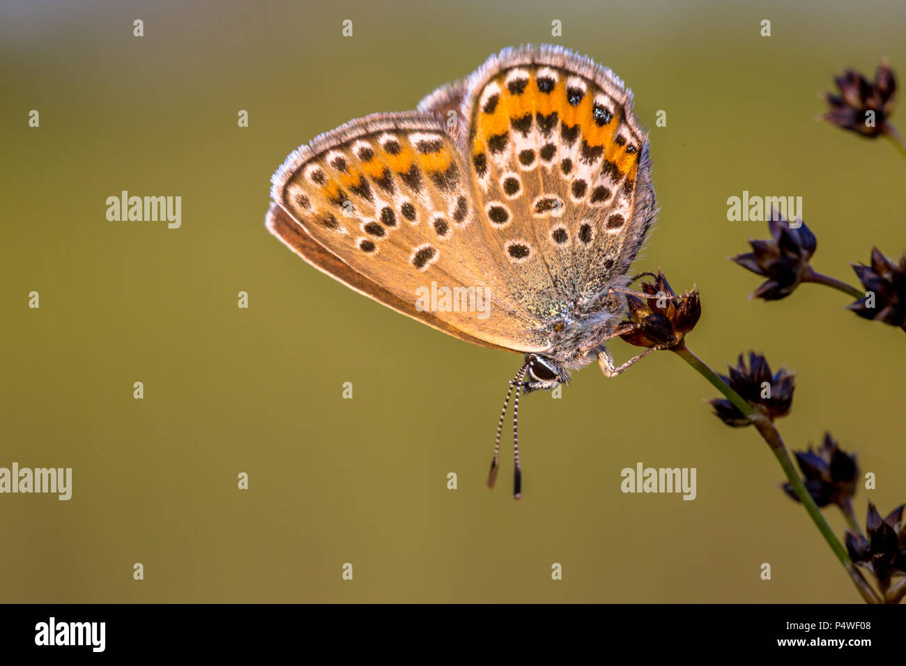 Femmina in argento-blu chiodati (Plebejus argus) farfalla appoggiato nella luce della sera su Sharp-fiorito Rush (Juncus acutiflorus) in habitat naturali Foto Stock