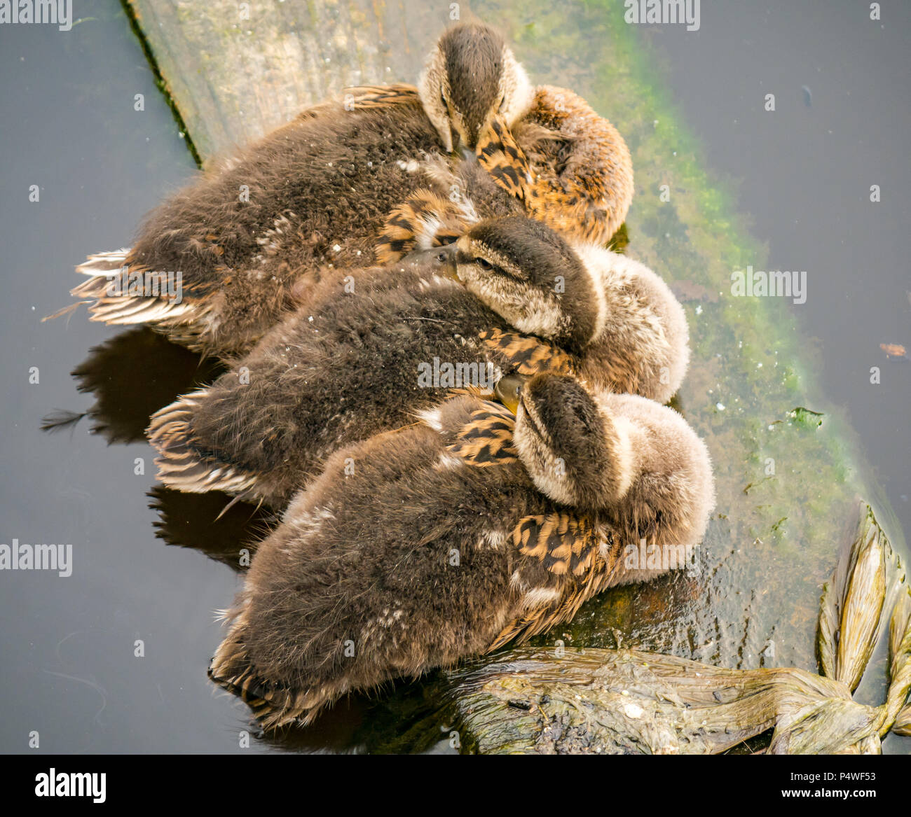 Chiusura del trio di Mallard anatroccoli, Anas platyrynchos, dormire sul tavolato in legno nel fiume, acqua di Leith, Edimburgo. La Scozia, Regno Unito Foto Stock